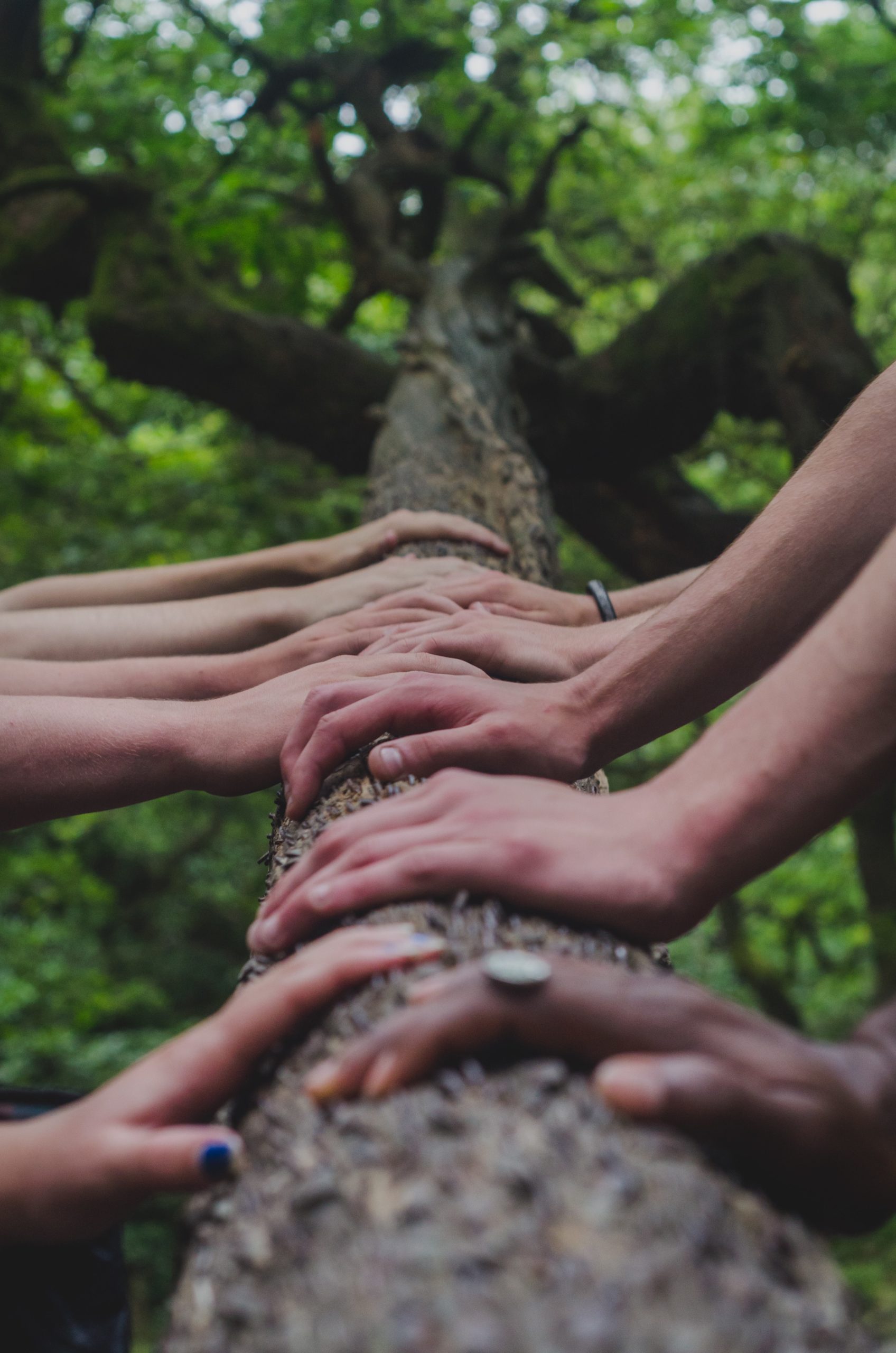 hands on tree